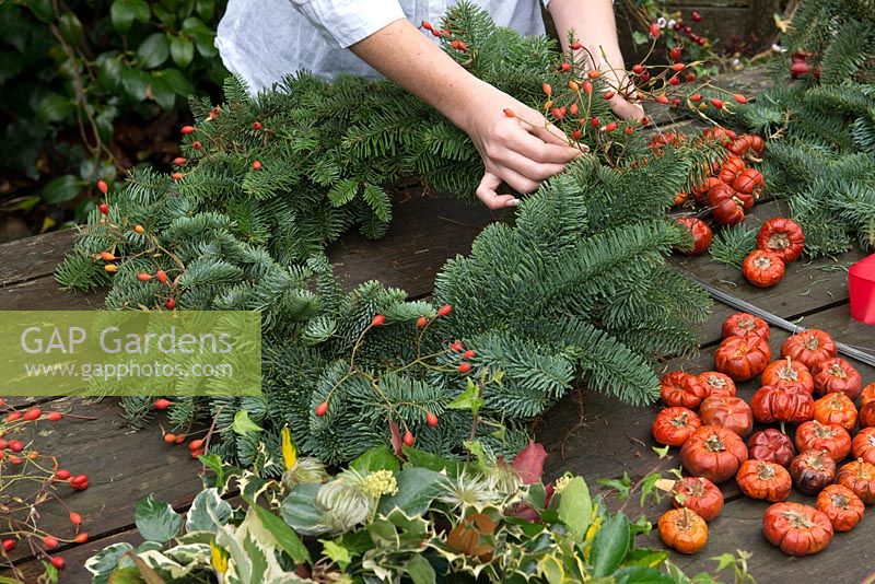 Woman making a Christmas wreath using a 40cm wire wreath frame, sphagnum moss, spruce, dried pumpkins, rose hips and ribbon. Rose hips' stems are pushed through the spruce, into the moss.