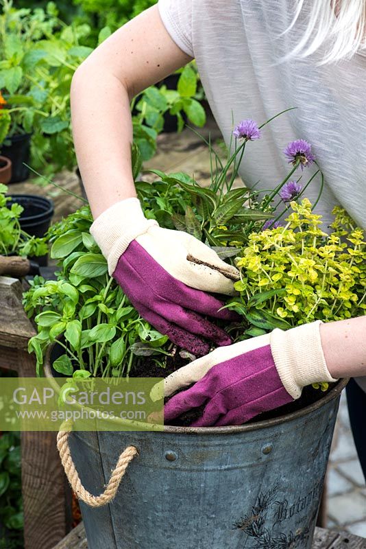 Planting a container herb garden. Step 11: Top up the container with potting compost and firm down to secure plants.