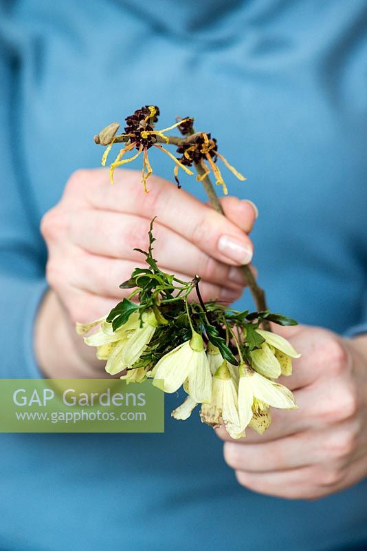 Fragrant winter posie step by step in January: After placing the clematis flowers round the hedge, stocky stems of witch hazel are assembled in a central position.