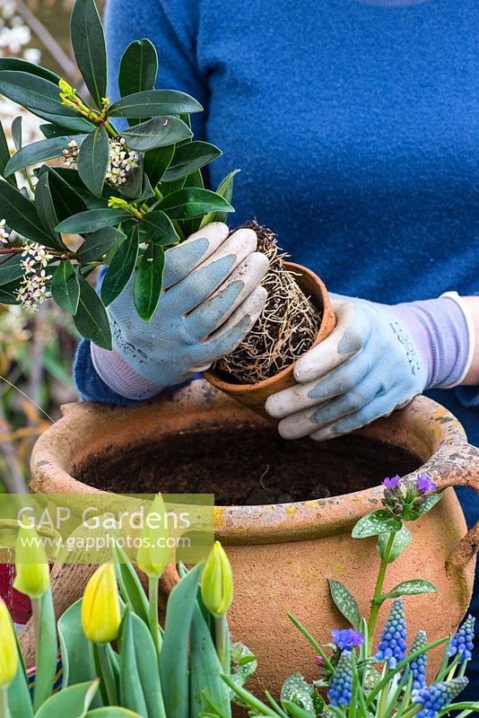 Step by step planting a spring container for Easter. Remove the Skimmia from it's pot and gently tease out the roots.