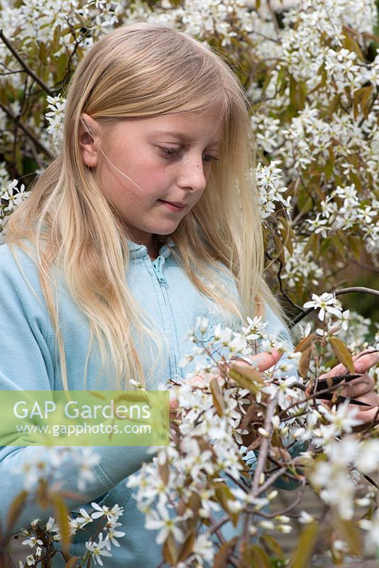 Girl picking Amelanchier blossom. Mother's day posie step by step in April.