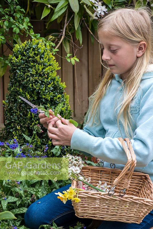 Girl cutting Lungwort flowers to create Mother's day posie in April: .