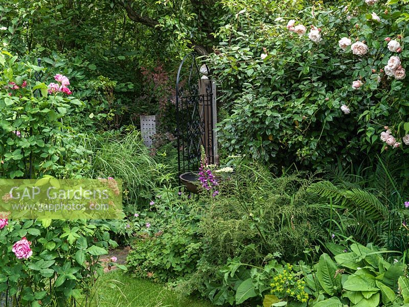 A gateway in traditional summer garden with borders filled with roses and perennials. On left, Rosa Ferdinand Pichard.