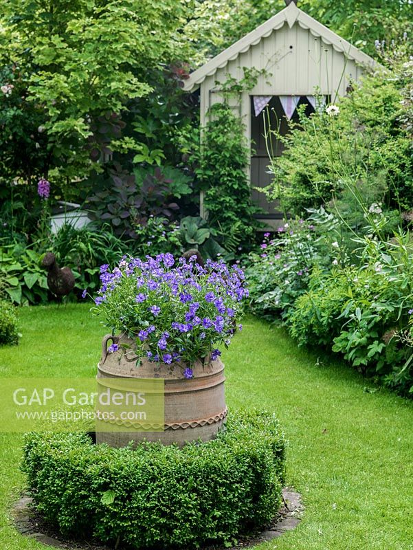 A summer garden with a terracotta urn filled with Violas and surrounded by box.