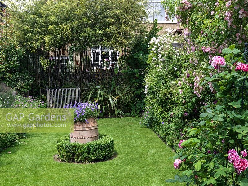 A traditional summer garden with borders filled with roses and perennials, a rectangular lawn, and terracotta urn with violas. Climbing roses Rosa 'Rambling Rector' and Rosa 'Ballerina' on pergola to right of image. Near, Rosa 'Ferdinand Pichard'.