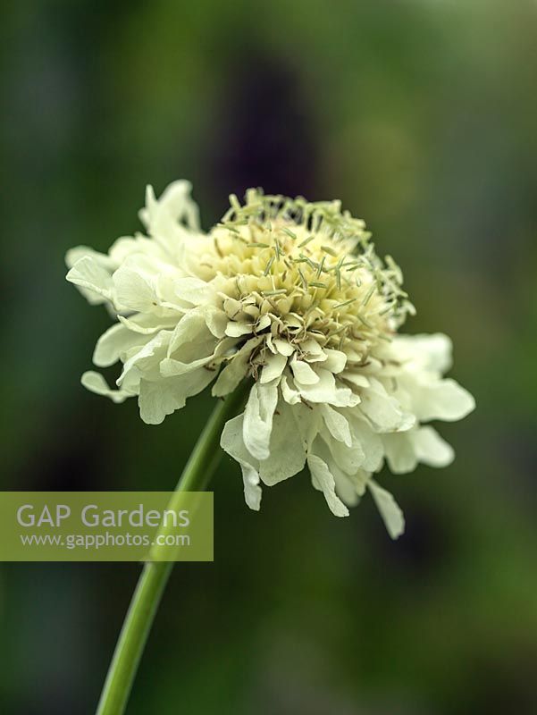 Cephalarea gigantea, giant yellow scabious, a perennial that stands over 2m tall.