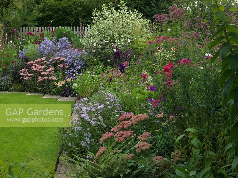 Bed of Sedum telephium 'Autumn Joy', Aster pyrenaeus 'Lutetia', A. novai-angliae A'lma Potschke', Eupatorium purpureum, salvia, Cornus alba 'elegantissima', Aster frikartii 'Monch', A. 'Little Carlow', Sedum 'Matrona', Dahlia 'Twyings After Eight'.