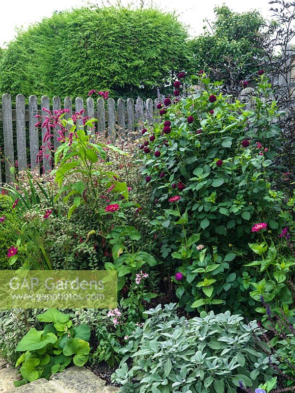 Perennial bed of Persicaria orientalis, Dahlia 'Moor Place', Zinnia 'Purple Prince', Fuchsia 'magellanica', black elder, Salvia officinalis 'Berggarten' and cosmos.