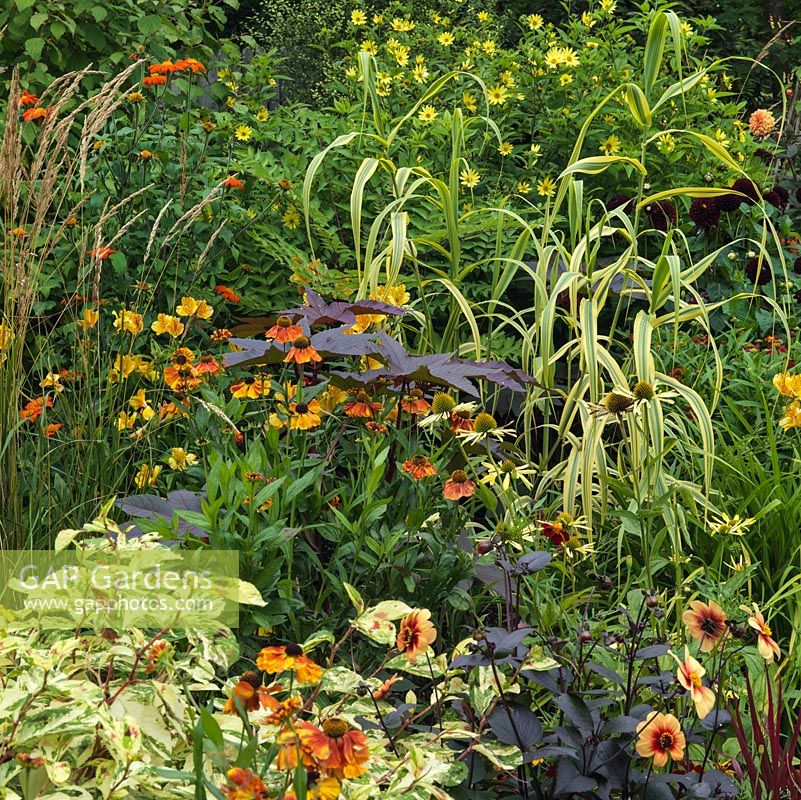 Lower garden hot border. Helenium Sahins 'Early Flowerer', Dahlia 'Sunshine', Persicaria virginina 'Painters Palette', Ricinus communis 'Carmencita', Arundo donax 'Golden Chain', Helianthus 'Lemon Queen', Tithonia rotundifolia 'Torch'.