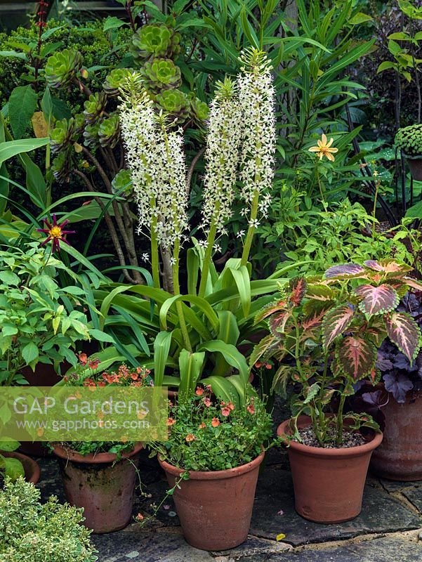 Pots filled with Diascia Coral Belle, Eucomis comosa Cornwood, coleus, Aeonium arboreum, sedum, Dahlia Tahoma Moonshot.