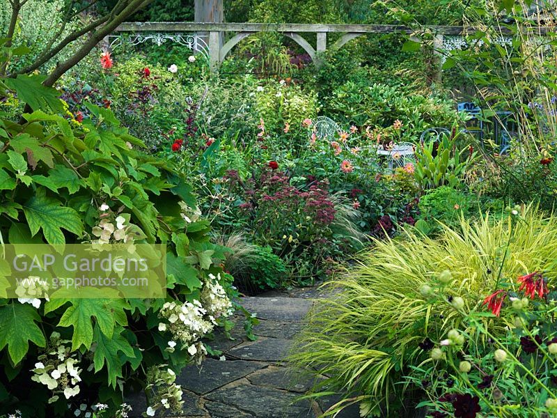 RH bed: Hakonechloa macra Aureola, Hibiscus trionum, Stipa gigantea. LH bed: Hydrangea quercifolia, Sedum Munstead Red, Dahlia Baby Royal, Cautleya spicata robusta, Japanese anemone, grasses, Fatsia japonica.