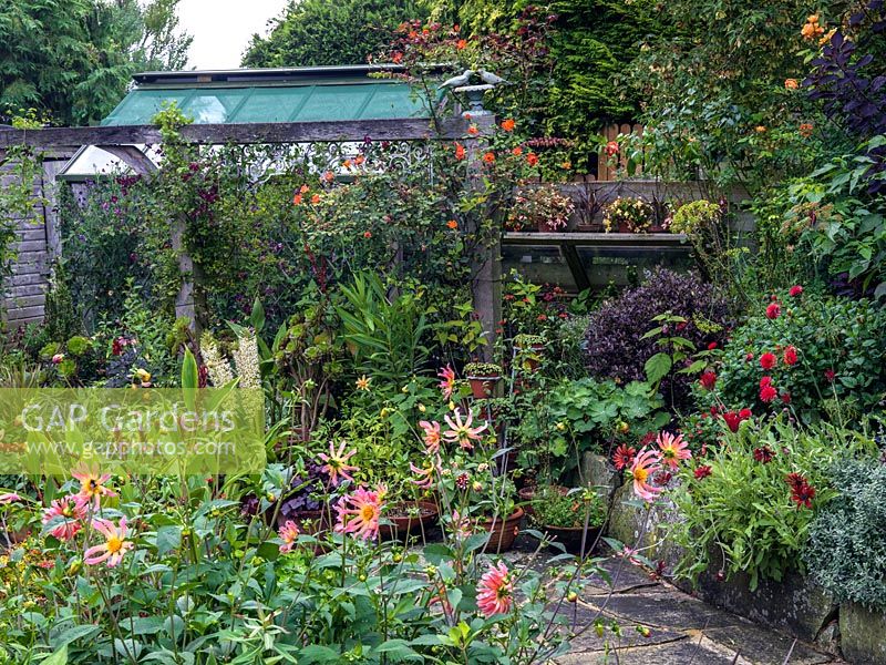 Flowerbeds with Dahlia 'Baby Royal',  pots of sedum, Aeonium arboreum, Eucomis comosa 'Cornwood' and zinnia with greenhouse and cold frame. On pergola, Rosa 'Warm Welcome'.