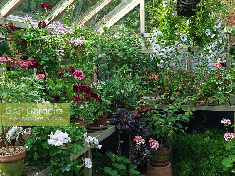 Greenhouse with shelves filled with pots of pelargonium, petunia, fuchsia, busy lizzie and aeonium.