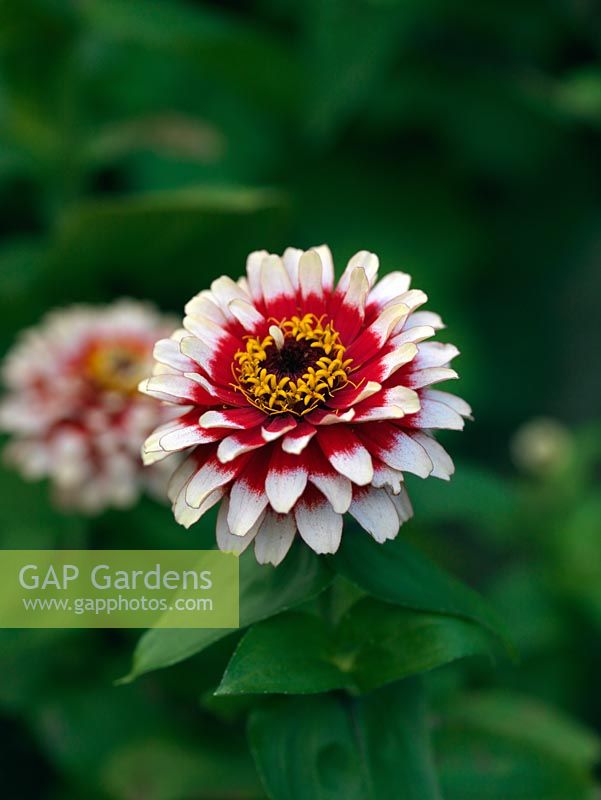 Zinnia 'Swizzle' Cherry and Ivory, an annual that brightens borders and makes a good cut flower, flowering from late summer well into autumn.