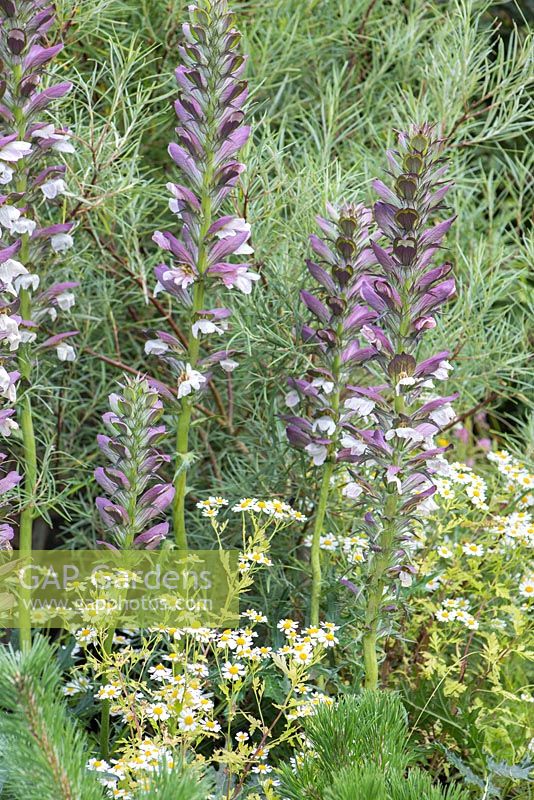 Border planting of Salix elaeagnos subsp. angustifolia, Tanacetum parthenium and Acanthus spinosus. Garden: The Flintknapper's Garden - A Story of Thetford. Designer: Luke Heydon. Sponsor: Thetford businesses and residents. RHS Hampton Court Flower Show, July 2014