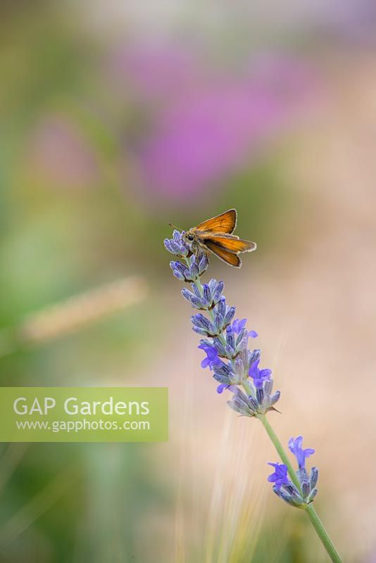 Skipper butterfly - Hesperiidae, gathering pollen from Lavandula angustifolia. Garden: The Flintknapper's Garden - A Story of Thetford. 