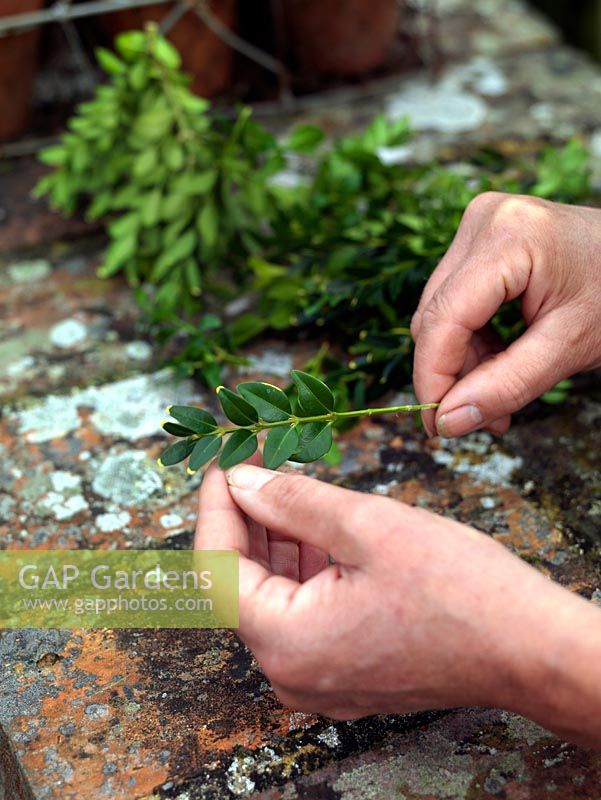 Box cuttings. Select only healthy new wood that is neither too woody nor sappy and soft. Strip away several pairs of leaves before, using clean, sharp secateurs, trim lengths to 10cm, cutting just below a leaf node.