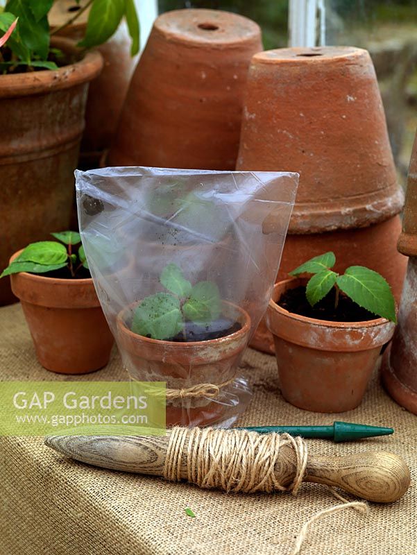 Softwood cuttings. Stand pots on a well lit, shaded windowsill or in greenhouse, watering regularly. After 6 weeks, check for rooting, moving rooted cuttings to larger pots. Stand pots in a water tray to keep compost moist.