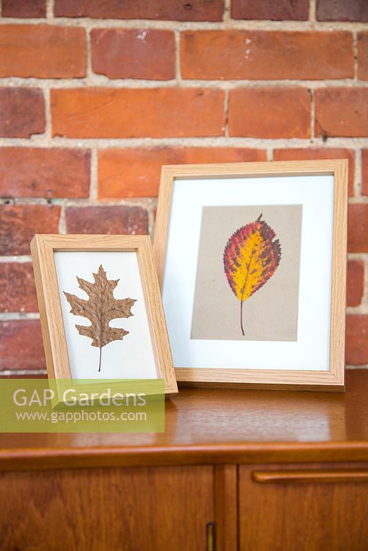 Pressed Autumnal leaves displayed in a photo frame. 