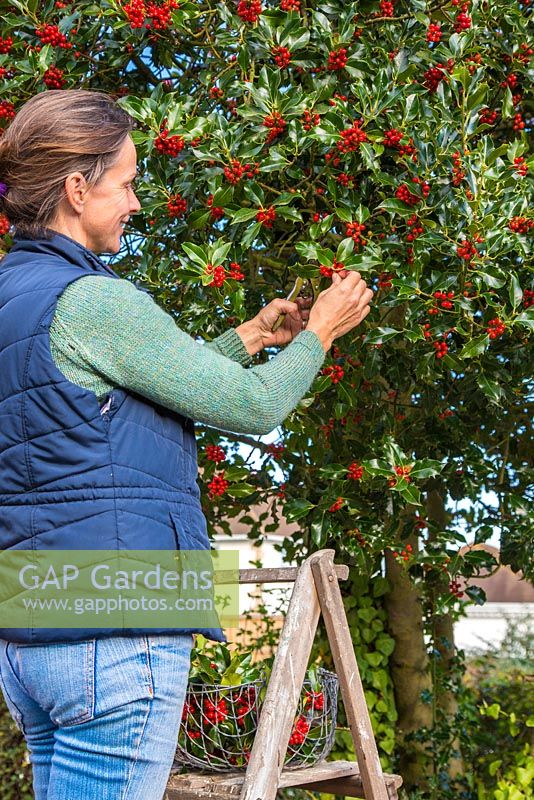 Woman gathering cuttings of Ilex aquifolium - Common Holly. 