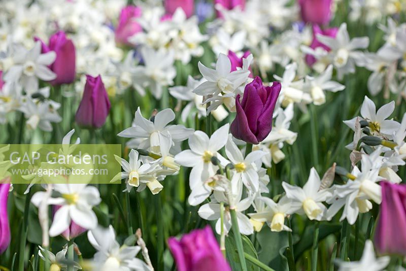 Tulipa 'Passionale' and Narcissus 'Toto'