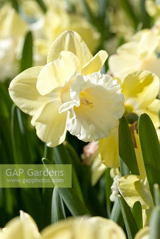 Narcissus 'Galactic Star' - Daffodil, May, Lisse, The Netherlands