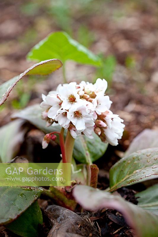 Bergenia 'Beethoven', May, Holter, Norway