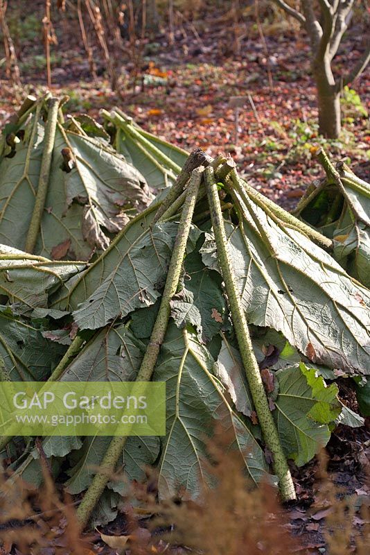 Gunnera manicata ready for winter, November, Surrey