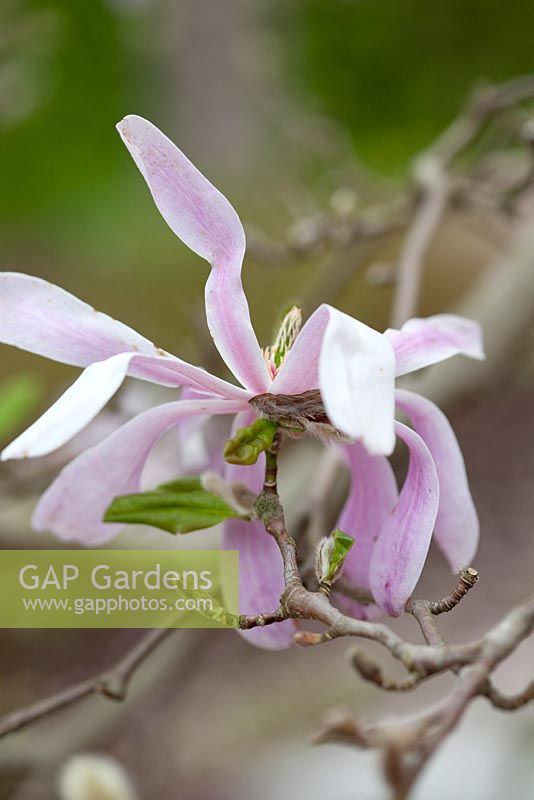 Magnolia 'Leonard Messel', May, Sweden