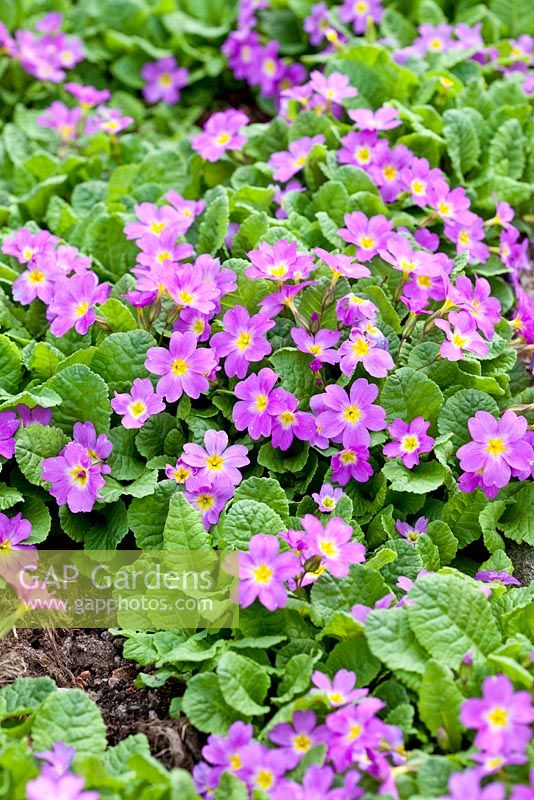 Primula x pruhoniciana 'Mrs Mac Gillivary', May, Sweden