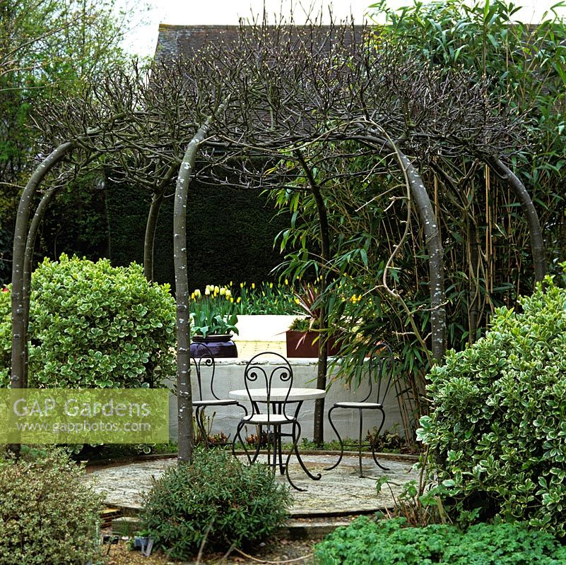 Arbour made from eight hornbeams bent inwards and entwined.