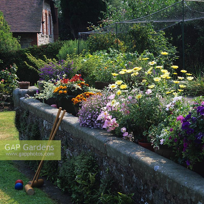 Area between raised stone patio and lawn has pots of golden French marigold and marguerite, pink oenothera, lobelia, pelargonium, purple viola and petunia. Croquet mallets.
