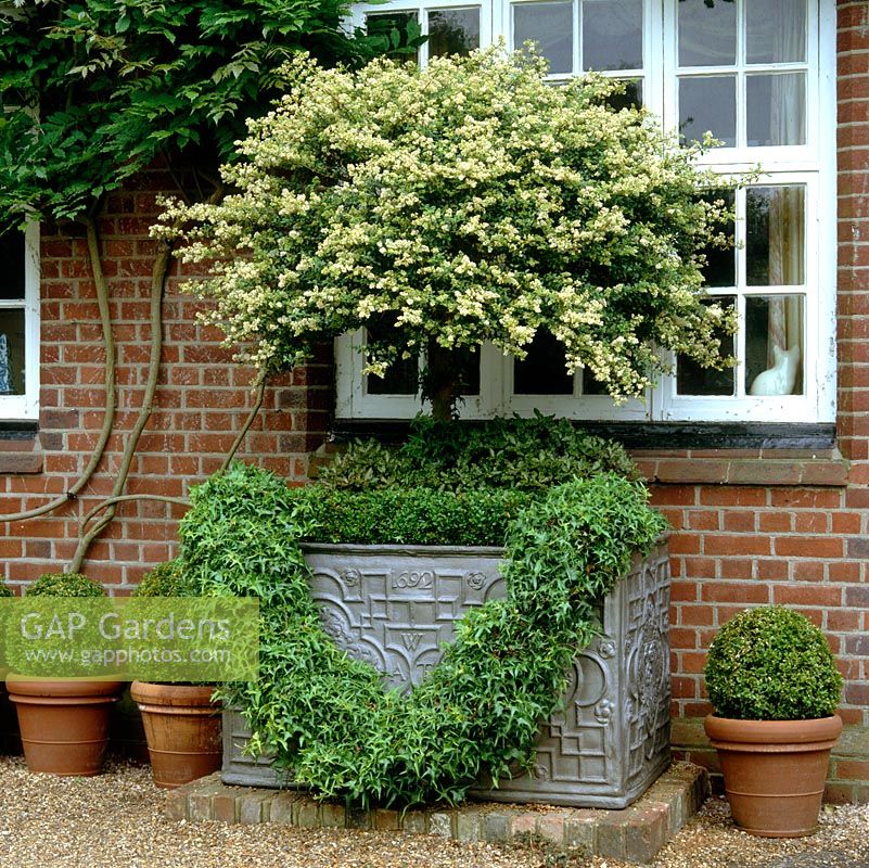 Huge garland of topiarised privet with fragrant, creamy flowers, pittisporum and ivy. Box balls in pots.