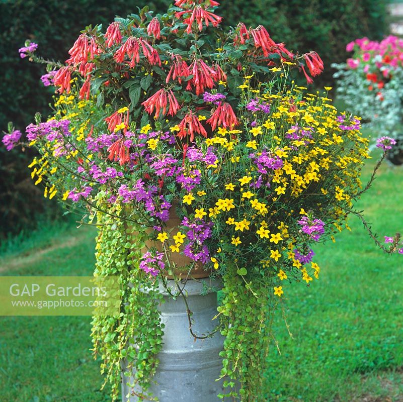 Perched atop an old milk churn, a pot of Fuchsia Thalia, purple verbena and gold bidens.