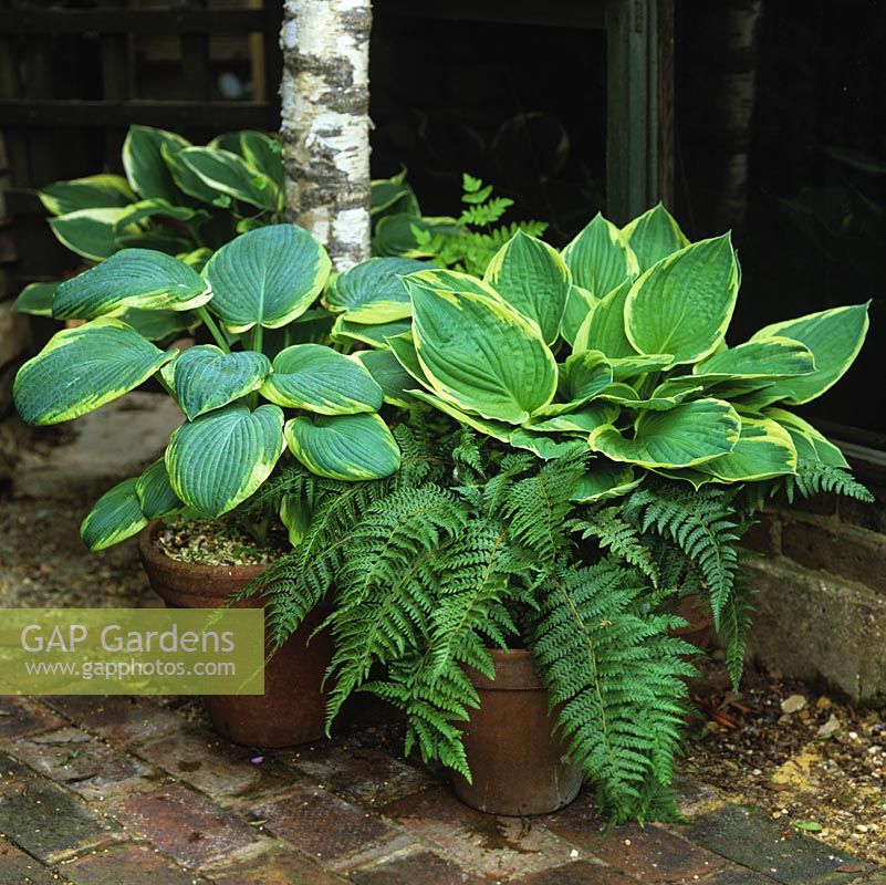 Collection of hostas and ferns in terracotta pots thrive in shade of a pergola.