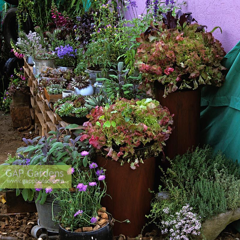 Mixture of containers of lettuce, scabious, sea pinks, succulents, sage, viola plus tomato plant in a colander. Shelves created from old wooden pallets.