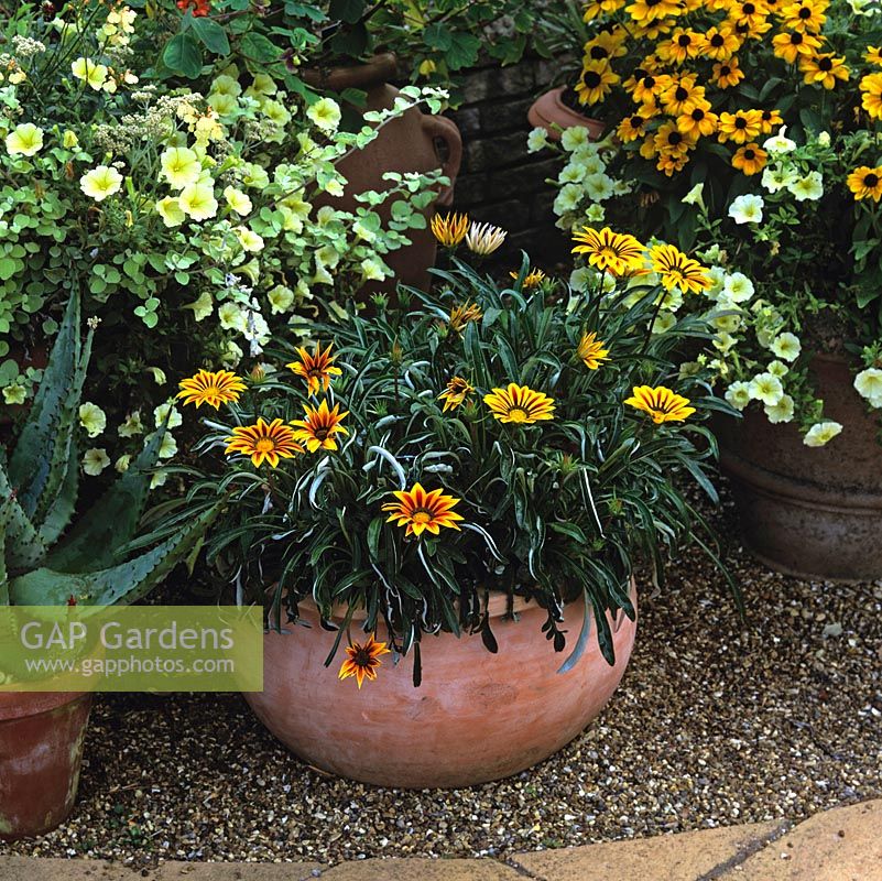 Pots of drought tolerant plants - agave, Gazania 'Tiger Stripes', Petunia surfinia 'Victorian Yellow', Rudbeckia hirta 'Toto' and  salvia.