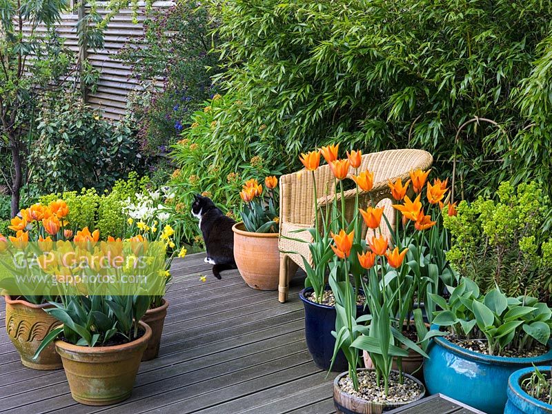 On wooden deck in spring, pots of orange Tulipa 'Prinses Irene' - left and right Tulipa 'Ballerina' with hosta and euphorbia. Edged in bamboo. Black and white cat.