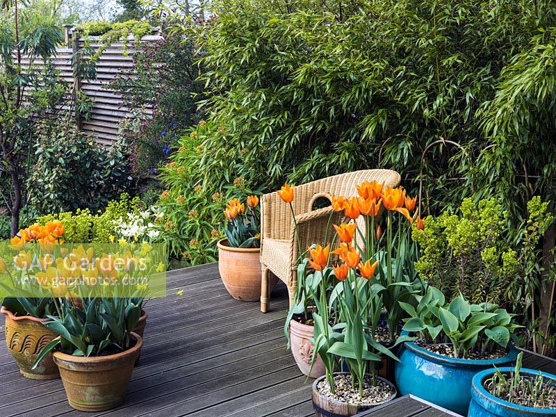 On wooden deck in spring, pots of orange Tulipa 'Prinses Irene' - left and right Tulipa 'Ballerina' with hosta and euphorbia. Edged in bamboo. 
