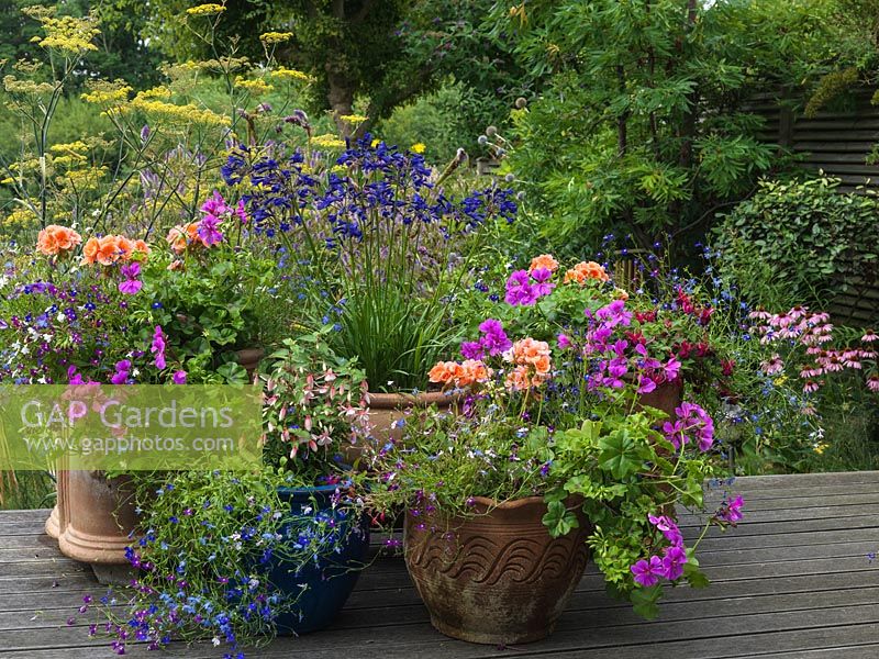 Set on wooden deck, summer pots of coral pink geranium, mauve pelargonium, lobelia, fuchsia, agapanthus. Behind: Echinacea purpurea, fennel, veronicastrum.