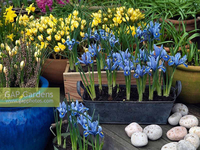 Assorted terracotta pots, wooden wine boxes and enamel containers of winter flowering bulbs - Crocus chrysanthus 'Romance', Narcissus 'February Gold' and Iris reticulata 'Alida'.