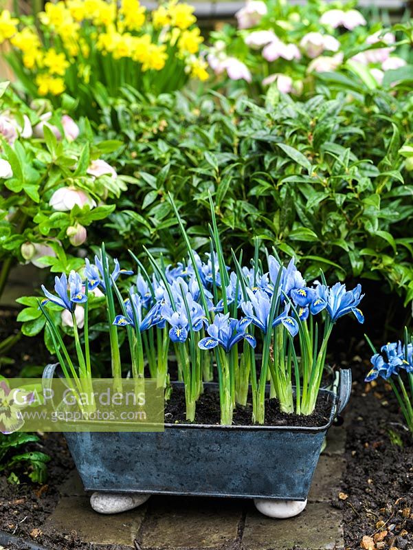 Metal planter of Iris reticulata 'Alida', placed on granite sets by bed of daffodils, pansy, hellebore and wintersweet.