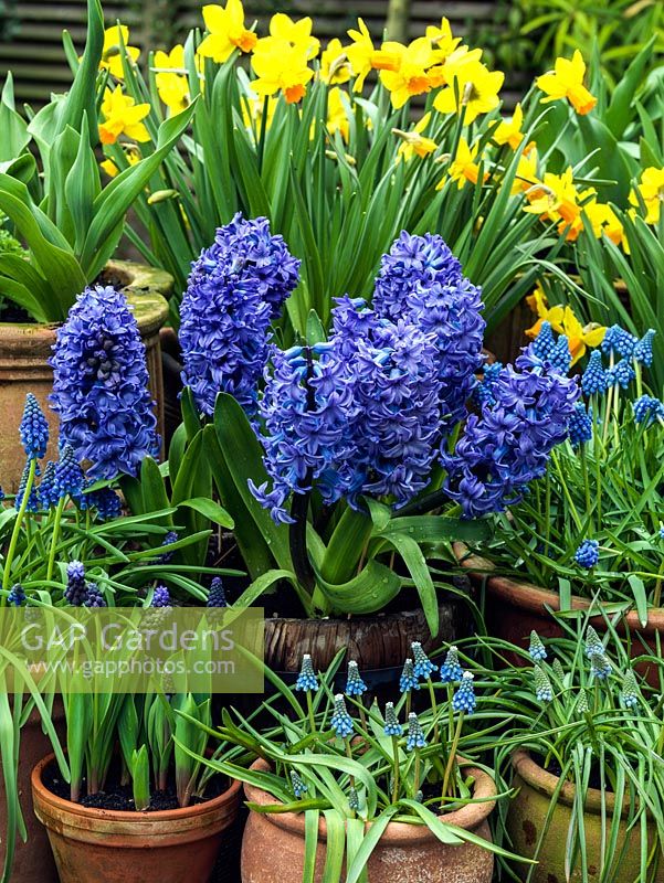 Winter bulb display. Narcissus 'Jetfire', Hyacinthus orientalis 'Delft Blue', M. armeniacum 'Valerie Finnis', 'Cantab', 'Early Giant', M. 'Mount Hood' and M. latifolium.