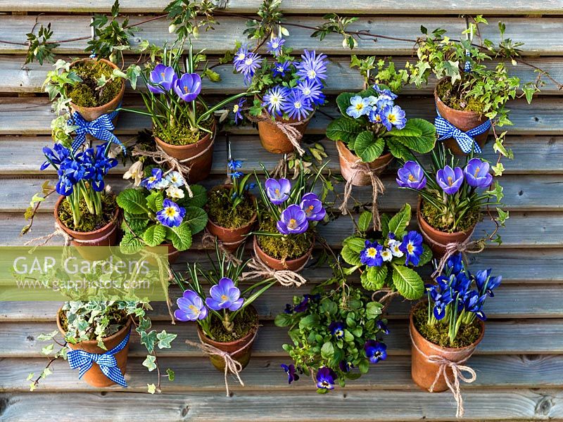 Suspended on hooks from slatted fence panels, old terracotta pots of Primula 'Blue Denim', Anemone blanda 'Blue Star, Crocus 'Blue Bird', Iris reticulata 'Harmony', Scilla siberica, trailing ivy and violas.