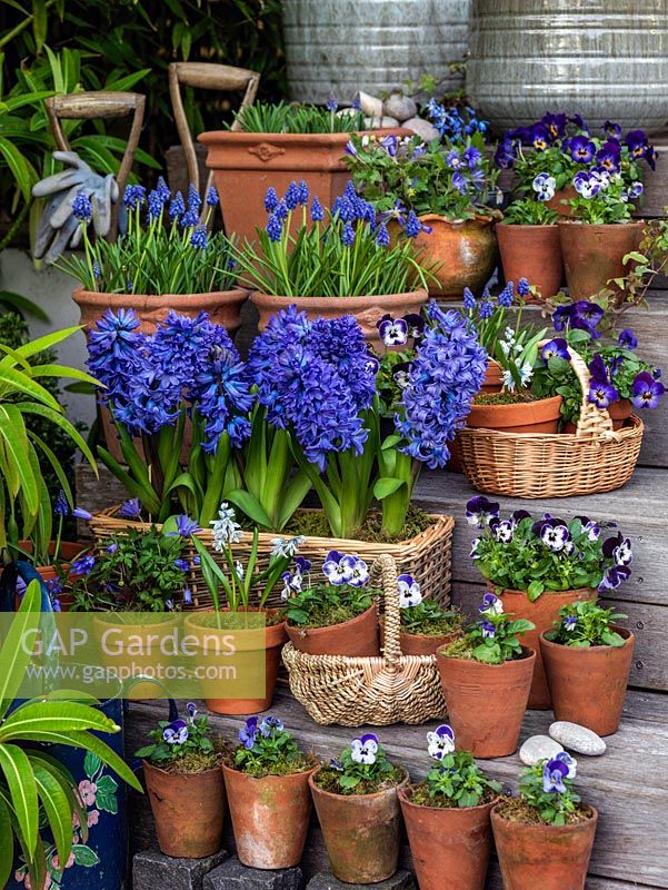 A collection of blue bulbs including Hyacinthus 'Delft Blue', Muscari armeniacum 'Early Giant', Chinadoxa forbesii and Violas. Displayed on wooden garden steps.