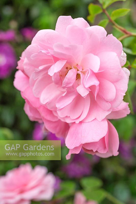 Rosa 'Bonica'. Procumbent Rose. 1982