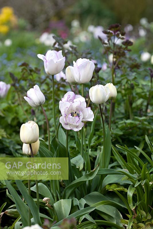 Tulipa 'Blue Aimable'