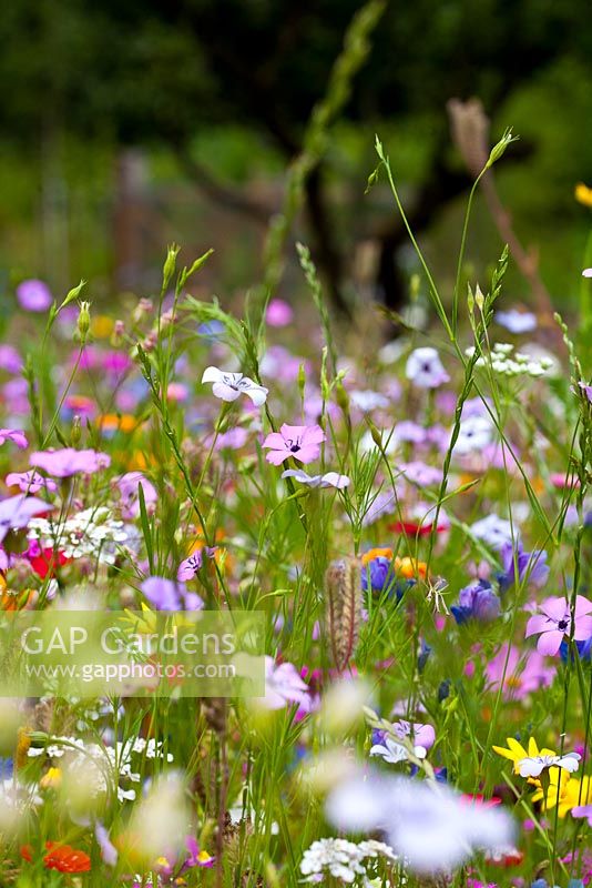 'Flower Power' annual meadow mix to help pollinators such as bees, hoverflies and butterflies. Blue flax, Catchfly, Dwarf morning glory, Sweet alyssum, Strawflower, Gypsophila, Red flax, Phacelia and Dimorphotheca sinuata