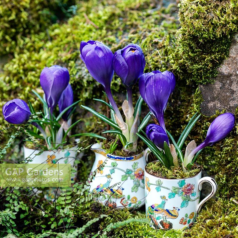 Vintage coffee cups, planted with Crocus 'Blue Bird', nestle on an old mossy wall.