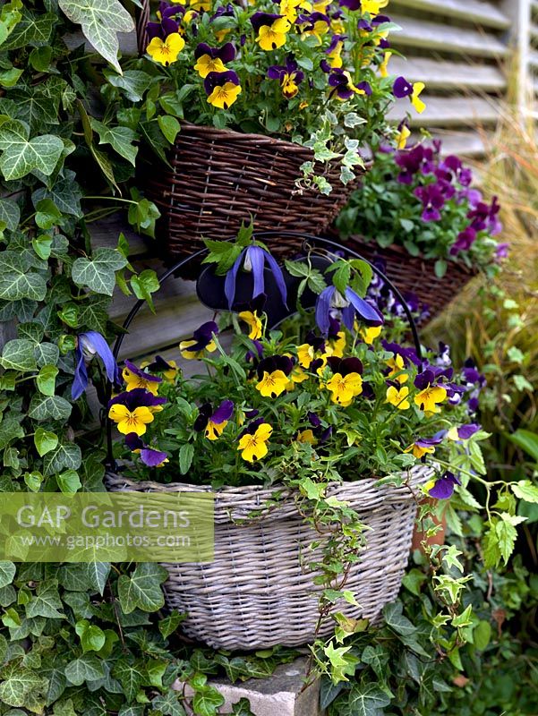 A spring display of hanging baskets with bedding Viola 'Yellow Duet', 'Denim Jump Up' and 'Rasperry' with Clematis 'Francis Rivis' growing in between.